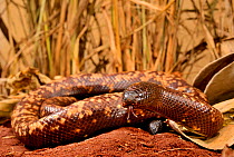 Calabar burrowing boa snake (Calabaria reinhardtii)  captive, occurs equatorial rain forest of West and central Africa