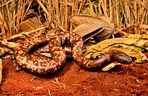 Calabar burrowing boa snake (Calabaria reinhardtii)   captive, occurs equatorial rain forest of West and central Africa