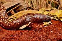 Calabar burrowing boa snake (Calabaria reinhardtii) captive, occurs equatorial rain forest of West and central Africa