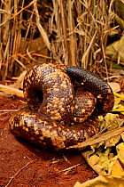 Calabar burrowing boa snake (Calabaria reinhardtii) in defensive ball,  captive, occurs equatorial rain forest of West and central Africa