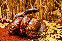 Calabar burrowing boa snake (Calabaria reinhardtii) in defensive ball,  captive, occurs equatorial rain forest of West and central Africa. Head and tail are very similar