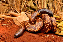 Calabar burrowing boa snake (Calabaria reinhardtii) in defensive ball,  captive, occurs equatorial rain forest of West and central Africa. Head and tail are very similar