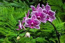 Orchid in the Hawaii Tropical Botanical Garden near Hilo, Hawaii. December 2016.