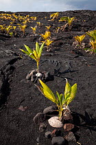 Coconut trees planted in a lava field near Kaimu, Hawaii