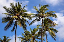 Coconut trees (Cocos nucifera), Hawaii.