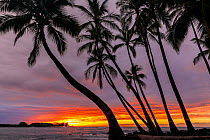 Coconut trees (Cocos nucifera) silhouetted against the sunset over the Pacific Ocean, Kekaha Kai State Park along the Kona Coast Hawaii. December 2016.