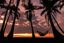 Coconut trees (Cocos nucifera) silhouetted against the sunrise with person sleeping in a hammock, Punalu'u Beach Park, Hawaii. December 2016.