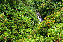 Nanue Falls along Akoni Pule Highway (Highway 270) with native Coconut trees (Cocos nucifera) and invasive African tulip trees (Spathodea campanulata), Hamakua Coast, Hawaii. December 2016.