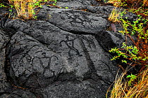 Pu'u Loa Petroglyphs along the Chain Of Craters Road, Hawaii Volcanoes National Park, Hawaii.