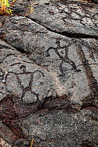 Pu'u Loa petroglyphs along the Chain Of Craters Road, Hawaii Volcanoes National Park, Hawaii.