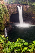 Rainbow Falls / Waianuenue with Cheese plants (Monstera deliciosa) in the foreground, Hilo, Hawaii. December 2016.