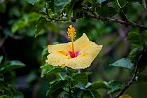 State flower of Hawaii, the Yellow Hawaiian hibiscus also known as pua aloalo or ma'o hau hele in the Hawaiian language, Big Island Hawaii. December