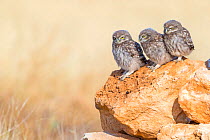 Little owl (Athene noctua) 3 young owls waiting for feeding, Saragossa, Spain, July.
