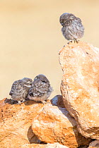 Little owl (Athene noctua) chicks, Saragossa, Spain, July.