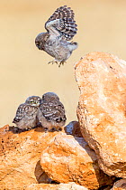 Little owl (Athene noctua) chicks playing, one juming and exercising wings, Saragossa, Spain, July.