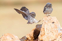 Little owl (Athene noctua) fledgling chick flying, Saragossa, Spain, July.
