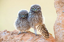 Little owl (Athene noctua) chicks waiting for parents, Saragossa, Spain