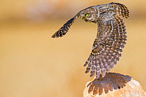 Little owl (Athene noctua) flying, Saragossa, Spain, July.
