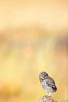 Little owl (Athene noctua) young owl calling parents for food, Saragossa, Spain.