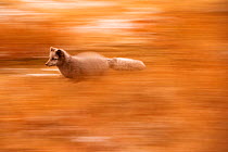 Arctic fox (Alopex lagopus) running in autumn landscape, Iceland. October.