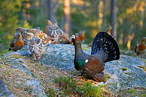 Western capercaillie (Tetrao urogallus) male calling during lek, Kristian Sand, Norway, April.