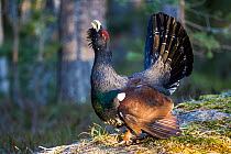 Western capercaillie (Tetrao urogallus) calling during lek, Kristian sand, Norway