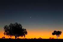 Trees silhouetted at sunset, Uluru-Kata Tjuta National Park, Northern Territory,   Australia