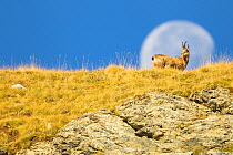Chamois (Rupicapra rupicapra) walking with the moon behind, Mercantour National Park, France, October.