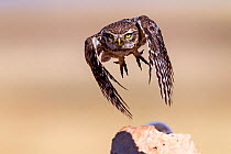 Little owl (Athene noctua) flying, Saragossa, Spain. July. Small repro only