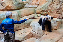 Keeper playing with giant panda cub and bamboo sticks (Ailuropoda melanoleuca) captive. Yuan Meng, first giant panda ever born in France, is now 10 months old but still feeds on his mother's milk, Cap...