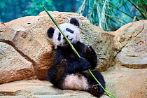 Giant panda (Ailuropoda melanoleuca) cub playfuly chewing a bamboo stick. Yuan Meng, first giant panda ever born in France, is now 10 months old and still feeds on his mother's milk, Captive at Beauva...