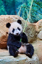 Giant panda (Ailuropoda melanoleuca) cub playfuly chewing a bamboo stick. Yuan Meng, first giant panda ever born in France, is now 10 months old and still feeds on his mother's milk, Captive at Beauva...