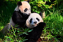 Giant panda (Ailuropoda melanoleuca) female, Huan Huan feeding on bamboo with her playful cub. Yuan Meng, first giant panda even born in France, age 10 months, still feeding on the milk of its mother...