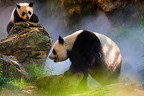 Giant panda (Ailuropoda melanoleuca) female Huan Huan and her cub out in their enclosure in mist. Yuan Meng, first giant panda ever born in France, age 10 months, Captive at Beauval Zoo, Saint Aignan...