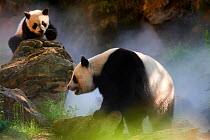 Giant panda (Ailuropoda melanoleuca) female Huan Huan and her cub out in their enclosure in mist.Yuan Meng, first giant panda ever born in France, age 10 months, Captive at Beauval Zoo, Saint Aignan s...