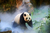 Giant panda (Ailuropoda melanoleuca) female, Huan Huan, out in her enclosure in mist, Captive at Beauval Zoo, Saint Aignan sur Cher, France. The mist is created artificially by machine, in order to cr...