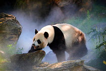 Giant panda (Ailuropoda melanoleuca) female, Huan Huan, out in her enclosure in mist, Captive at Beauval Zoo, Saint Aignan sur Cher, France  The mist is created artificially by machine, in order to cr...