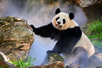 Giant panda (Ailuropoda melanoleuca) female, Huan Huan, out in her enclosure in mist, Captive at Beauval Zoo, Saint Aignan sur Cher, France  The mist is created artificially by machine, in order to cr...