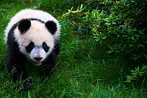 Giant panda (Ailuropoda melanoleuca) cub exploring during its outings in the enclosure. Yuan Meng, first giant panda ever born in France,  age 10 months, Captive at Beauval Zoo, Saint Aignan sur Cher,...