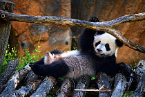 Giant panda (Ailuropoda melanoleuca) cub playing on wooden structure. Yuan Meng, first giant panda ever born in France,  age 10 months, Captive at Beauval Zoo, Saint Aignan sur Cher, France