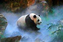 Giant panda  (Ailuropoda melanoleuca) female Huan Huan out in her enclosure in mist, Captive at Beauval Zoo, Saint Aignan sur Cher, France  The mist is created artificially by machine, in order to cre...