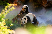 Giant panda  (Ailuropoda melanoleuca) Huan Huan and her cub out in their enclosure in mist.Yuan Meng, first giant panda ever born in France,age 10 months, Captive at Beauval Zoo, Saint Aignan sur Cher...