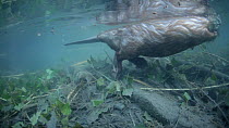 European beaver (Castor fiber) swimming underwater, above branches and foliage stored for eating later. River Rhone, Rhone-Alpes, France, June.