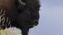 American bison (Bison bison) feeding, Yellowstone National Park, Wyoming, USA, August.