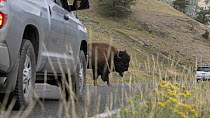 Male American bison (Bison bison) crossing a road, holding up a car, Yellowstone National Park, Wyoming, USA, August.