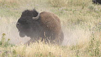 American bison (Bison bison) dust bathing, Yellowstone National Park, Wyoming, USA, August.