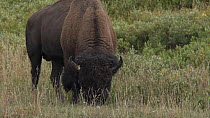 Male American bison (Bison bison) grazing, Yellowstone National Park, Wyoming, USA, August.