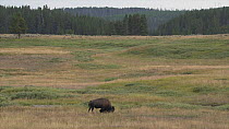 Wide angle shot of an American bison (Bison bison) grazing, Yellowstone National Park, Wyoming, USA, August.