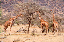 Reticulated giraffes (Giraffa camelopardalis reticulata) feeding on acacia tree, Samburu National Reserve, Kenya.
