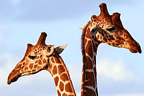 Reticulated giraffe (Giraffa camelopardalis reticulata), two, showing head and necks, Samburu National Reserve, Kenya.